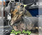 Small Photo #37 Dachshund-Unknown Mix Puppy For Sale in San Antonio, TX, USA