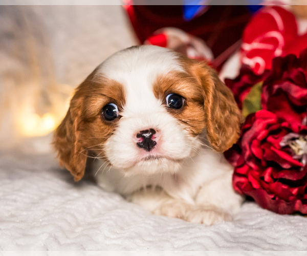 Medium Photo #2 Cavalier King Charles Spaniel Puppy For Sale in WAKARUSA, IN, USA