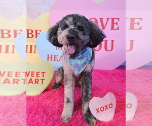 Aussiedoodle Dogs for adoption in Lee's Summit, MO, USA