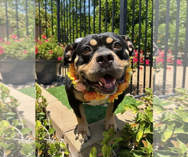 Medium Photo #11 American Staffordshire Terrier-Rottweiler Mix Puppy For Sale in Redlands, CA, USA