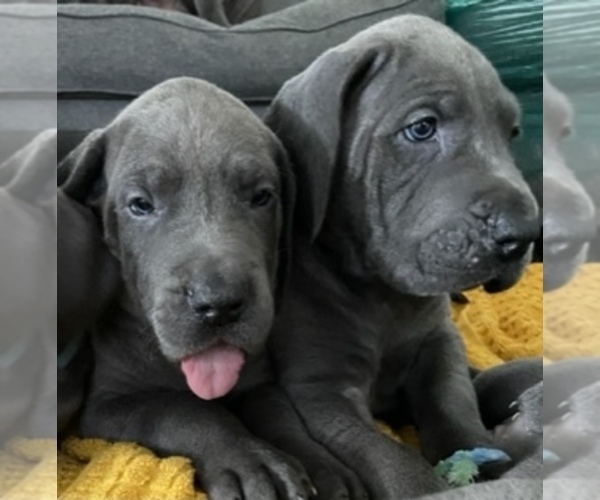 Medium Photo #3 Great Dane Puppy For Sale in MIAMI, FL, USA