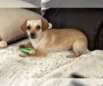 Small Photo #8 Chiweenie Puppy For Sale in Arlington, VA, USA