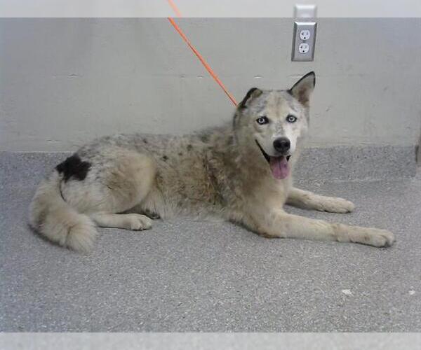 Medium Photo #1 Siberian Husky-Unknown Mix Puppy For Sale in Pasadena, TX, USA