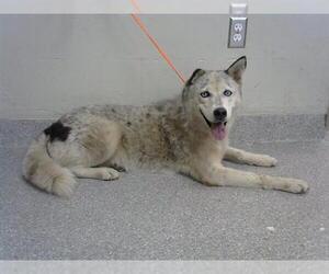 Siberian Husky-Unknown Mix Dogs for adoption in Pasadena, TX, USA