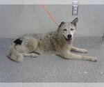 Small Siberian Husky Mix