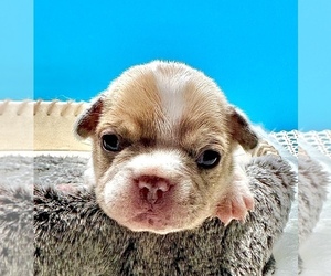 French Bulldog Puppy for sale in DISCOVERY BAY, CA, USA