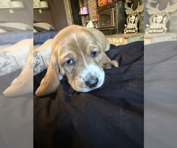Medium Photo #1 Basset Hound Puppy For Sale in SCIPIO, IN, USA