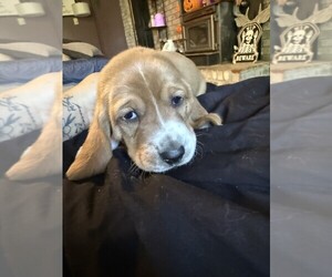 Basset Hound Puppy for sale in SCIPIO, IN, USA