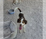 Small #7 Beagle