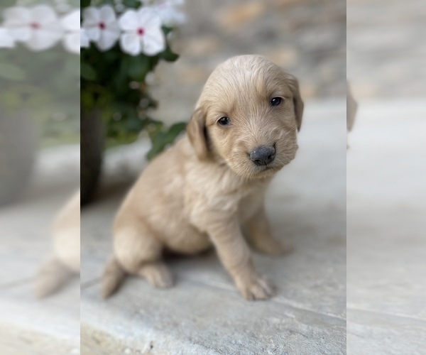 Medium Photo #10 Golden Retriever Puppy For Sale in FORDLAND, MO, USA