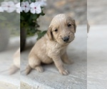 Small #9 Golden Retriever