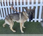 Small German Shepherd Dog