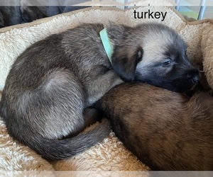 Irish Wolfhound Puppy for sale in FIRTH, NE, USA