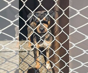 Mutt Dogs for adoption in Las Vegas, NM, USA