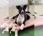 Small #4 Border Collie Mix