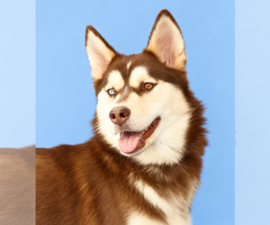 Alaskan Malamute Dogs for adoption in Pasadena, CA, USA