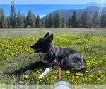 Small Photo #7 Border Collie-Unknown Mix Puppy For Sale in Incline Village, NV, USA