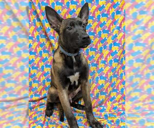 Medium Photo #2 Mutt Puppy For Sale in Stevens Point, WI, USA