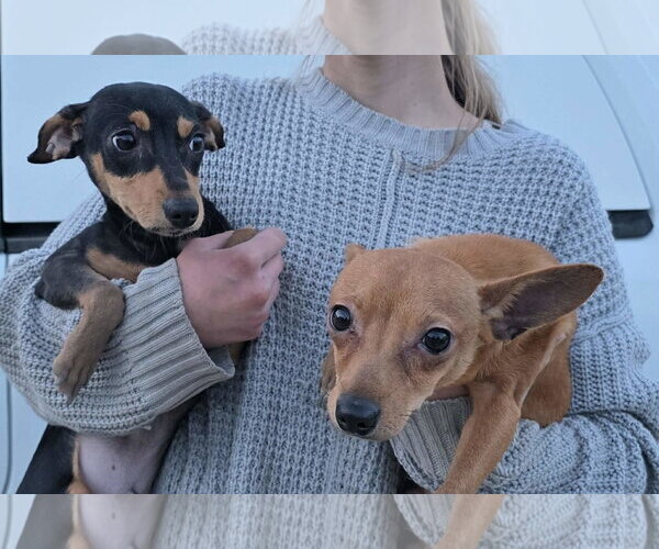 Medium Photo #1 Chipin Puppy For Sale in Mukwonago, WI, USA