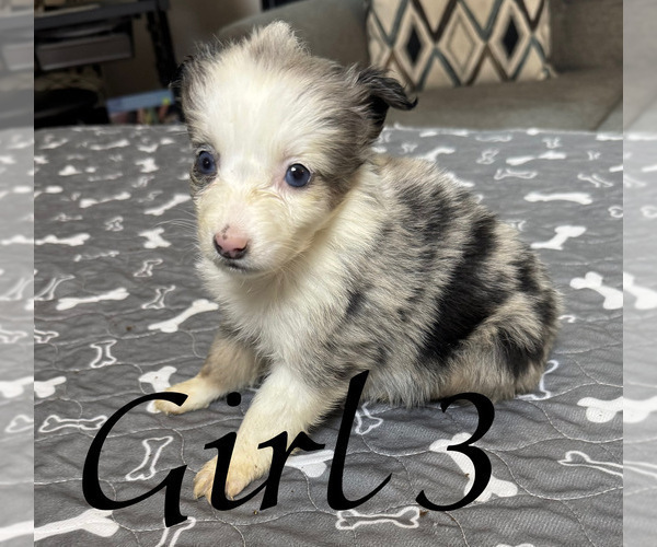 Medium Photo #15 Miniature Australian Shepherd Puppy For Sale in SALISBURY, NC, USA