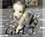 Small Photo #15 Miniature Australian Shepherd Puppy For Sale in SALISBURY, NC, USA
