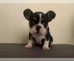 Small Photo #8 French Bulldog Puppy For Sale in IMPERIAL BCH, CA, USA