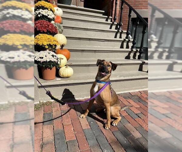 Medium Photo #1 Carolina Dog-Unknown Mix Puppy For Sale in Boston, MA, USA