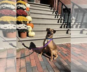 Carolina Dog-Unknown Mix Dogs for adoption in Boston, MA, USA