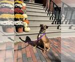 LIONEL - Male Carolina Dog-Unknown Mix Dog for Adoption - Small photo