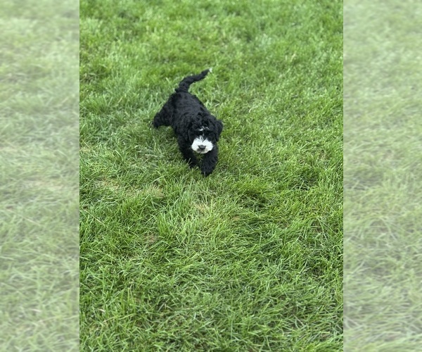 Medium Photo #10 Miniature Bernedoodle Puppy For Sale in LONGMONT, CO, USA