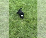 Small #9 Miniature Bernedoodle