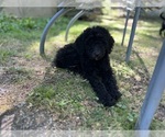 Puppy Puppy 6 LORRETA Poodle (Standard)