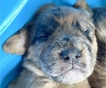 Small #1 Boxer-Poodle (Standard) Mix