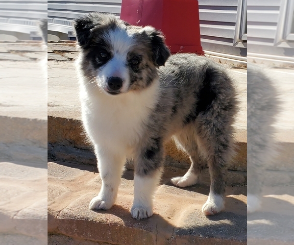 Medium Photo #3 Miniature Australian Shepherd Puppy For Sale in CHATTANOOGA, OK, USA