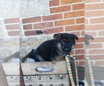 Puppy Puppy 4 German Shepherd Dog