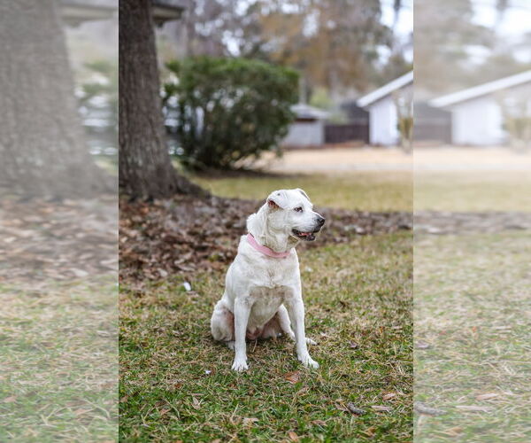 Medium Photo #8 Labrador Retriever-Unknown Mix Puppy For Sale in  Gainesville, FL, USA