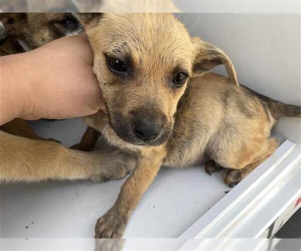 Medium Photo #1 Labrador Retriever-Unknown Mix Puppy For Sale in Houston, TX, USA