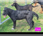 Small Catahoula Leopard Dog Mix