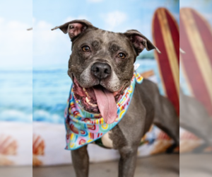 American Pit Bull Terrier-Unknown Mix Dogs for adoption in Andover, MN, USA
