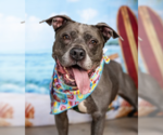 Small American Pit Bull Terrier Mix