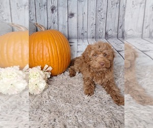 Cockapoo Puppy for sale in SUGARCREEK, OH, USA