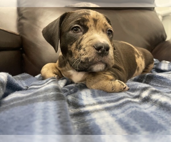 Medium Photo #141 American Bully Puppy For Sale in REESEVILLE, WI, USA