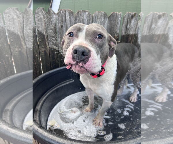 Medium Photo #2 American Pit Bull Terrier-Unknown Mix Puppy For Sale in Fort Collins, CO, USA