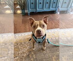 Rena (Foster Needed!) - Female American Pit Bull Terrier Dog for Adoption - Small photo