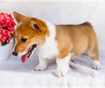 Small #7 Pembroke Welsh Corgi