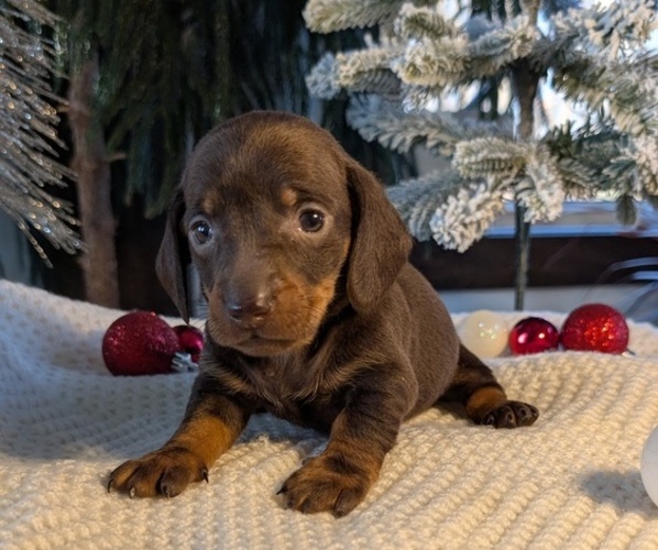 Medium Photo #15 Dachshund Puppy For Sale in GOSHEN, IN, USA