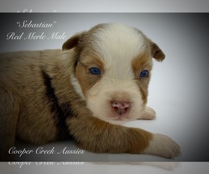 Miniature Australian Shepherd Puppy for sale in SMITHVILLE, AR, USA