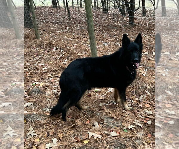 Medium Photo #2 German Shepherd Dog Puppy For Sale in Mt. Airy, MD, USA