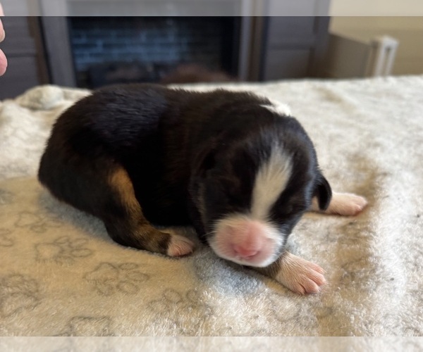 Medium Photo #20 Australian Shepherd Puppy For Sale in SALISBURY, NC, USA
