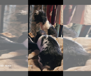Father of the Aussie-Poo puppies born on 05/03/2026